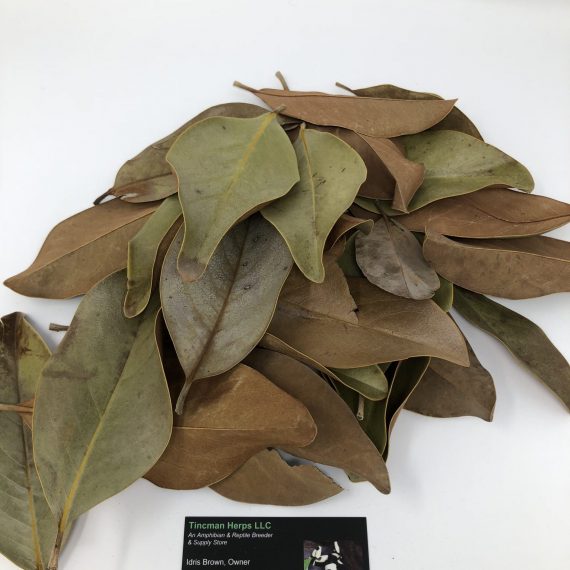 Tincman Herps Magnolia Leaves (Gallon Bag)