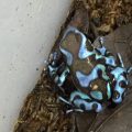 Dendrobates Auratus "Super Blue" Froglet (Each)