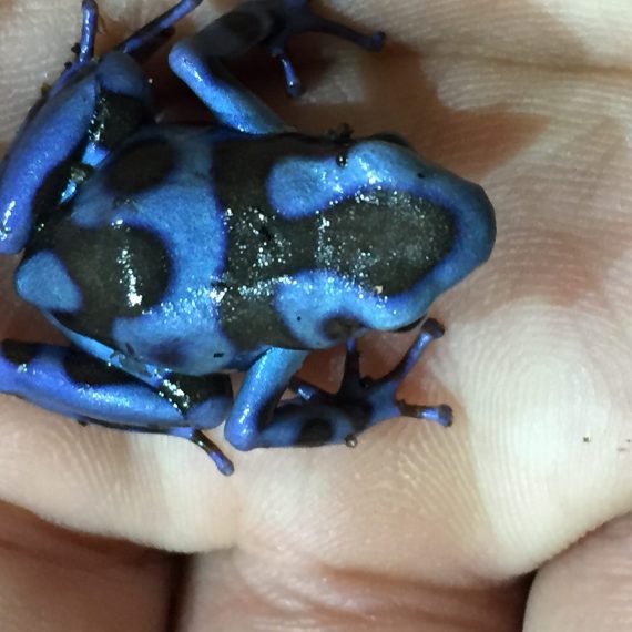Dendrobates Auratus "Super Blue" Froglet (Each)